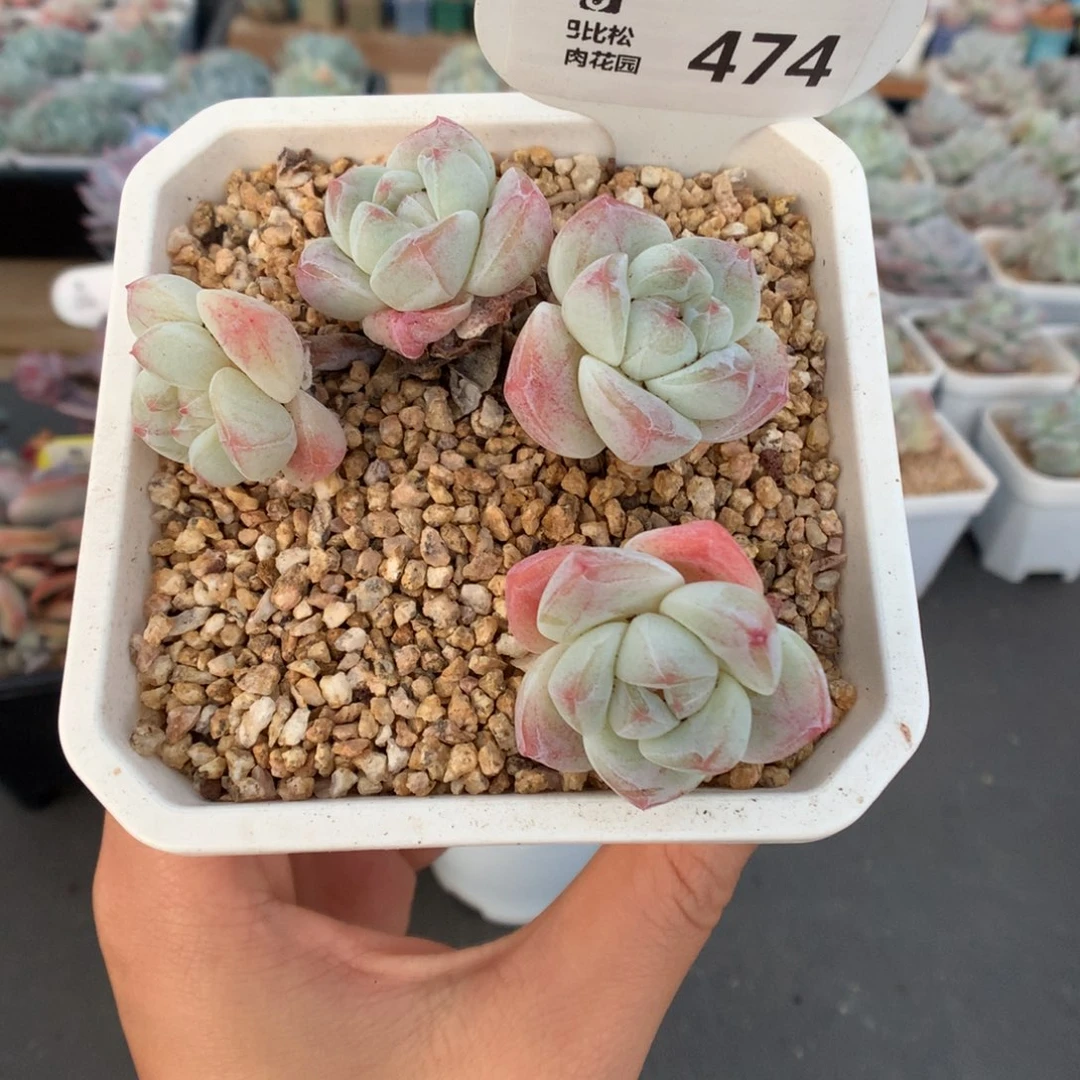 474四头琥珀冰玉多肉植物
