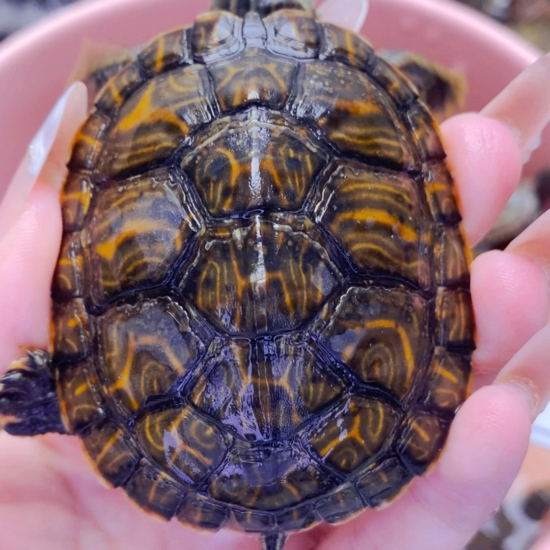 不分公母宠物龟高背满纹火焰公6+