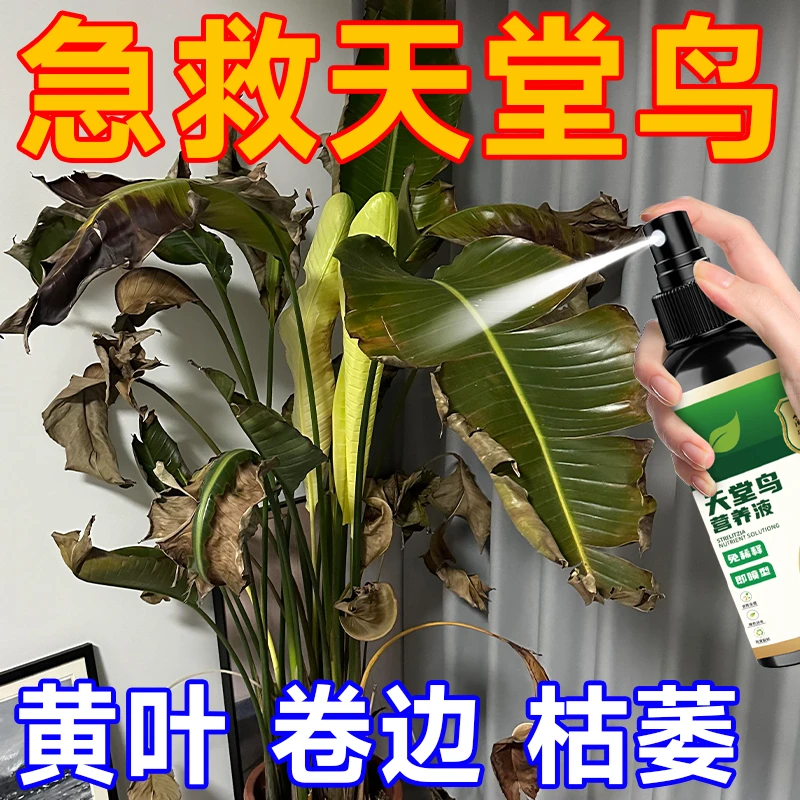 天堂鸟营养液专用肥料卷叶枯叶剂根部枯萎专用营养液绿植盆栽通用