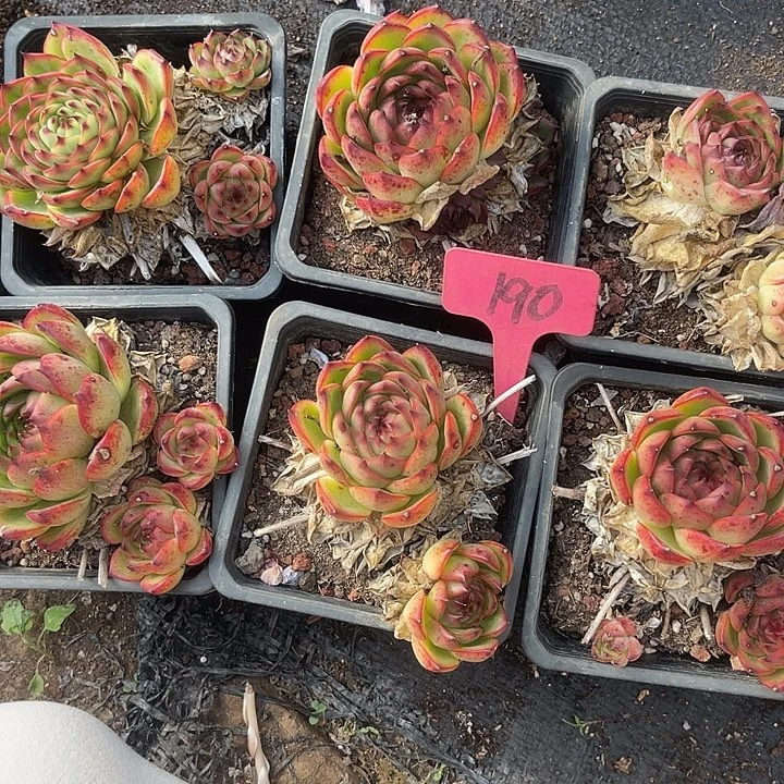 冰***淋两单包邮，不售后，散190