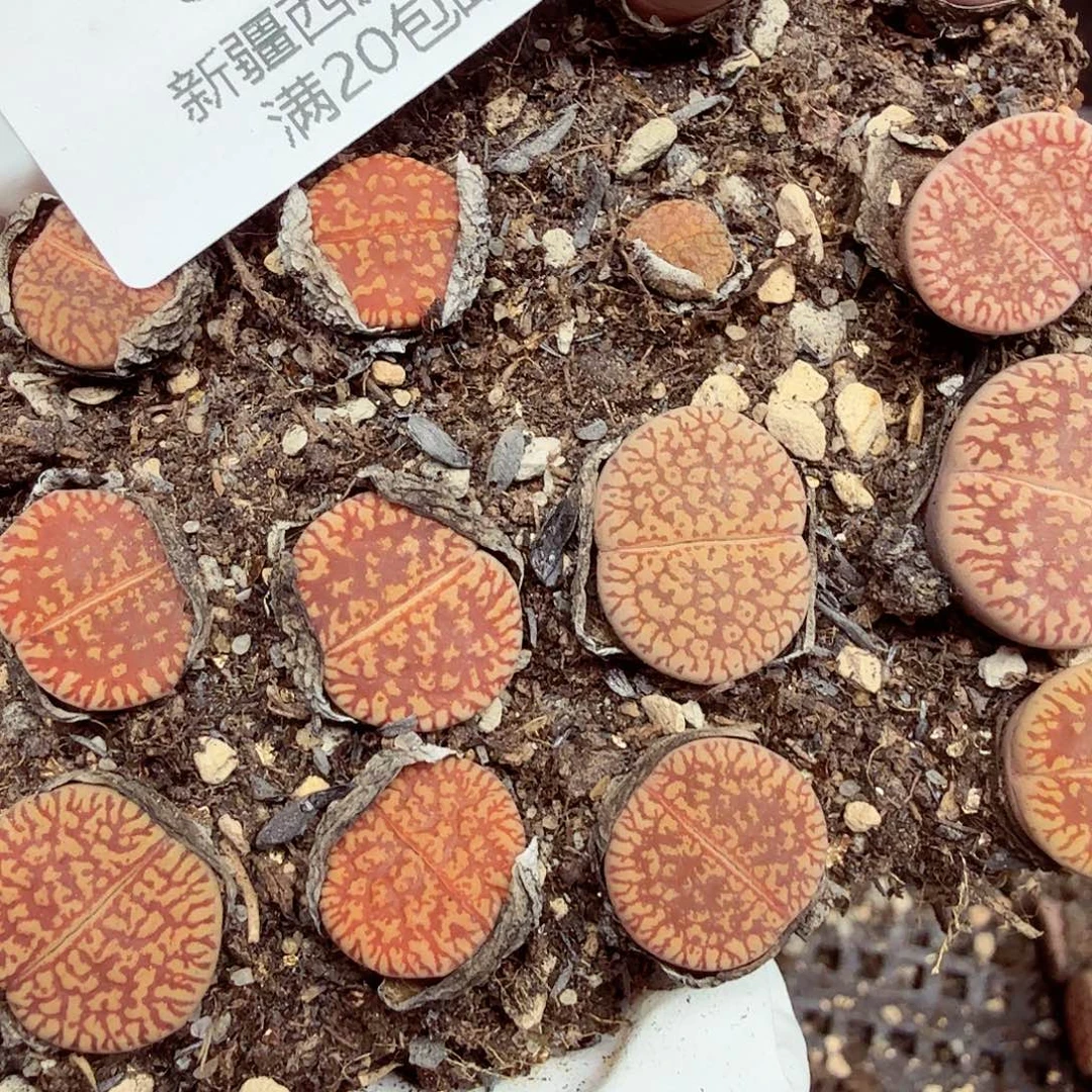 我就去吃你煮我给319哈哈