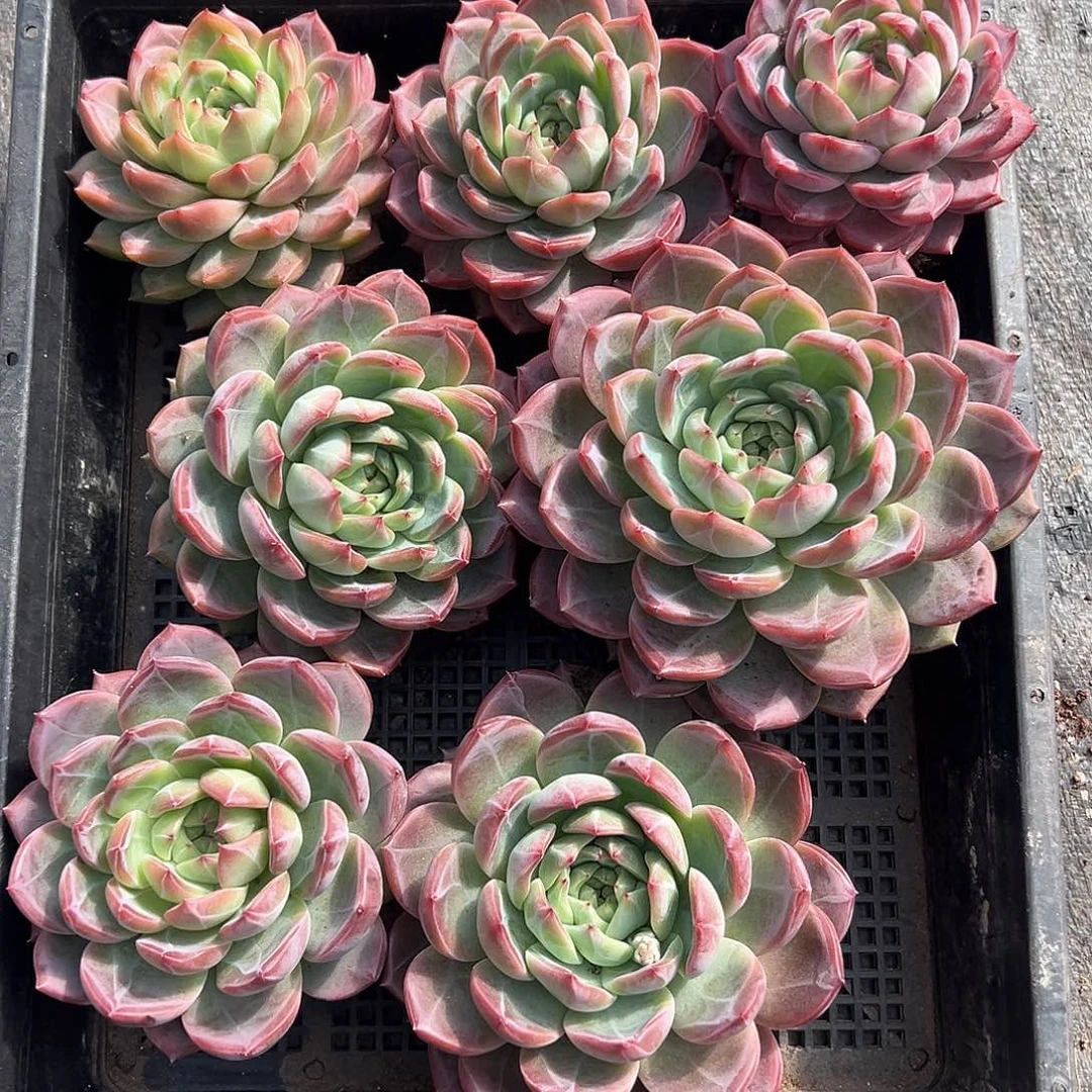 红鸾单头可挑多肉植物