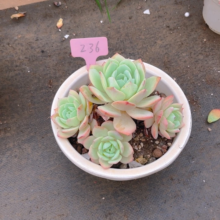 恋曲多肉植物2 3 6