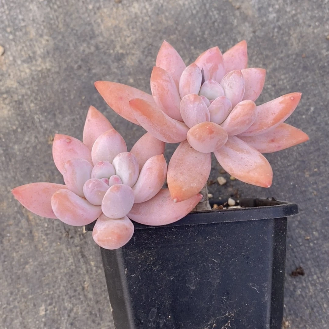 可问主播品种，下滑链接更多品种多肉选择