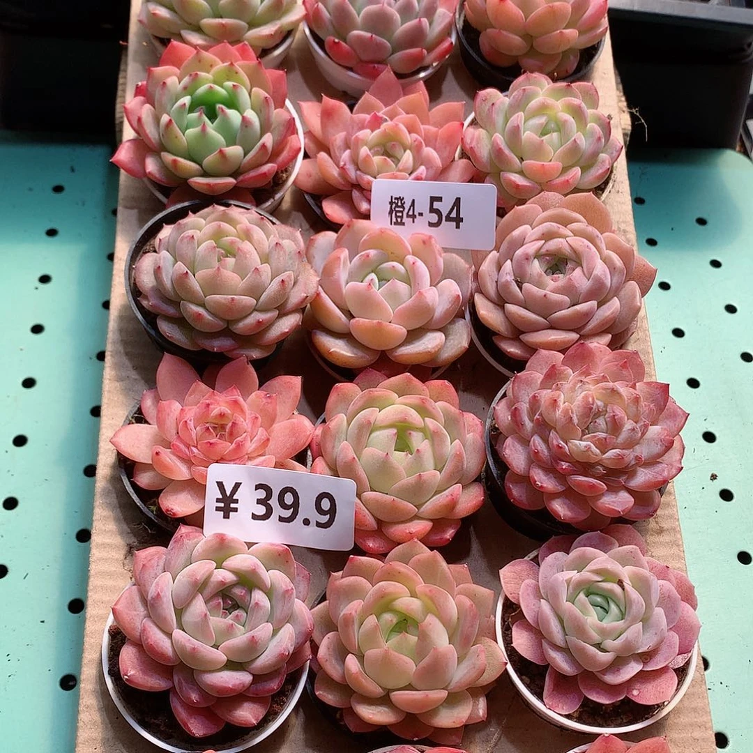 4-54一物一拍带盆18颗