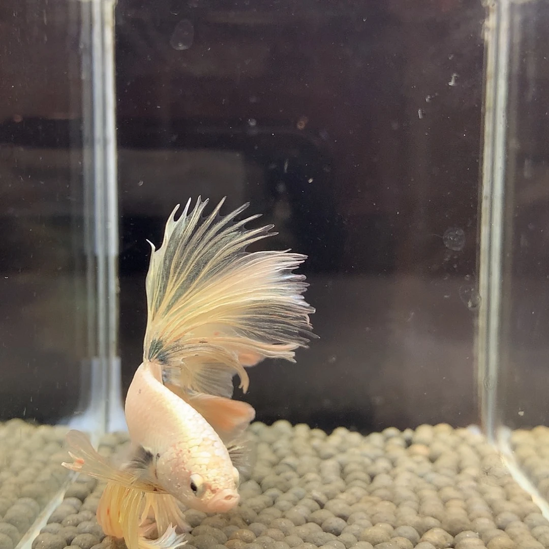 海水鱼七弟泰国斗鱼15