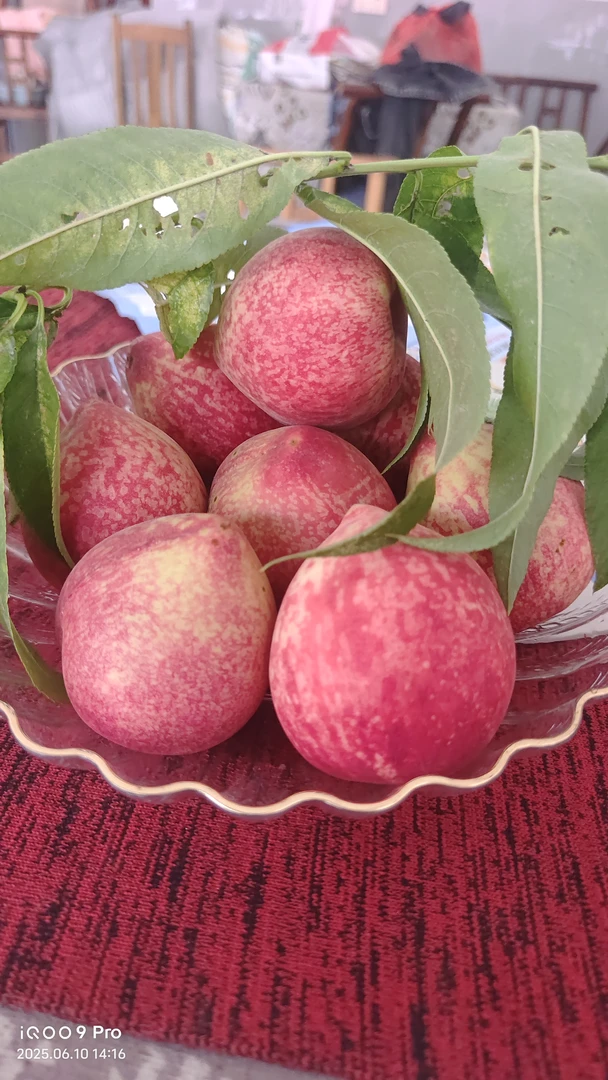 正宗产地宣州现摘现发当季新鲜猪血桃包邮