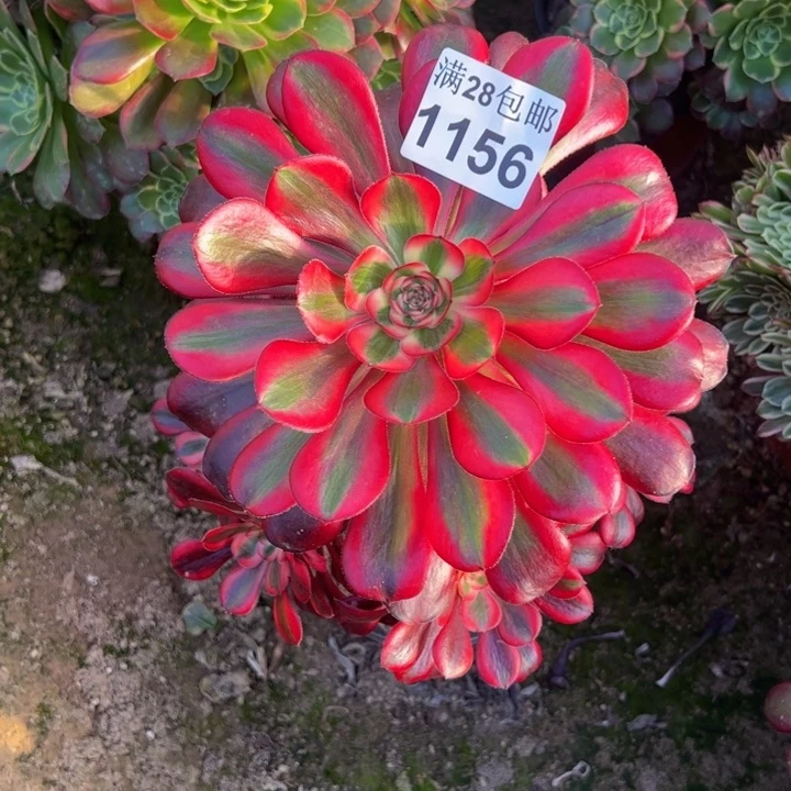 1156丽娜多肉植物
