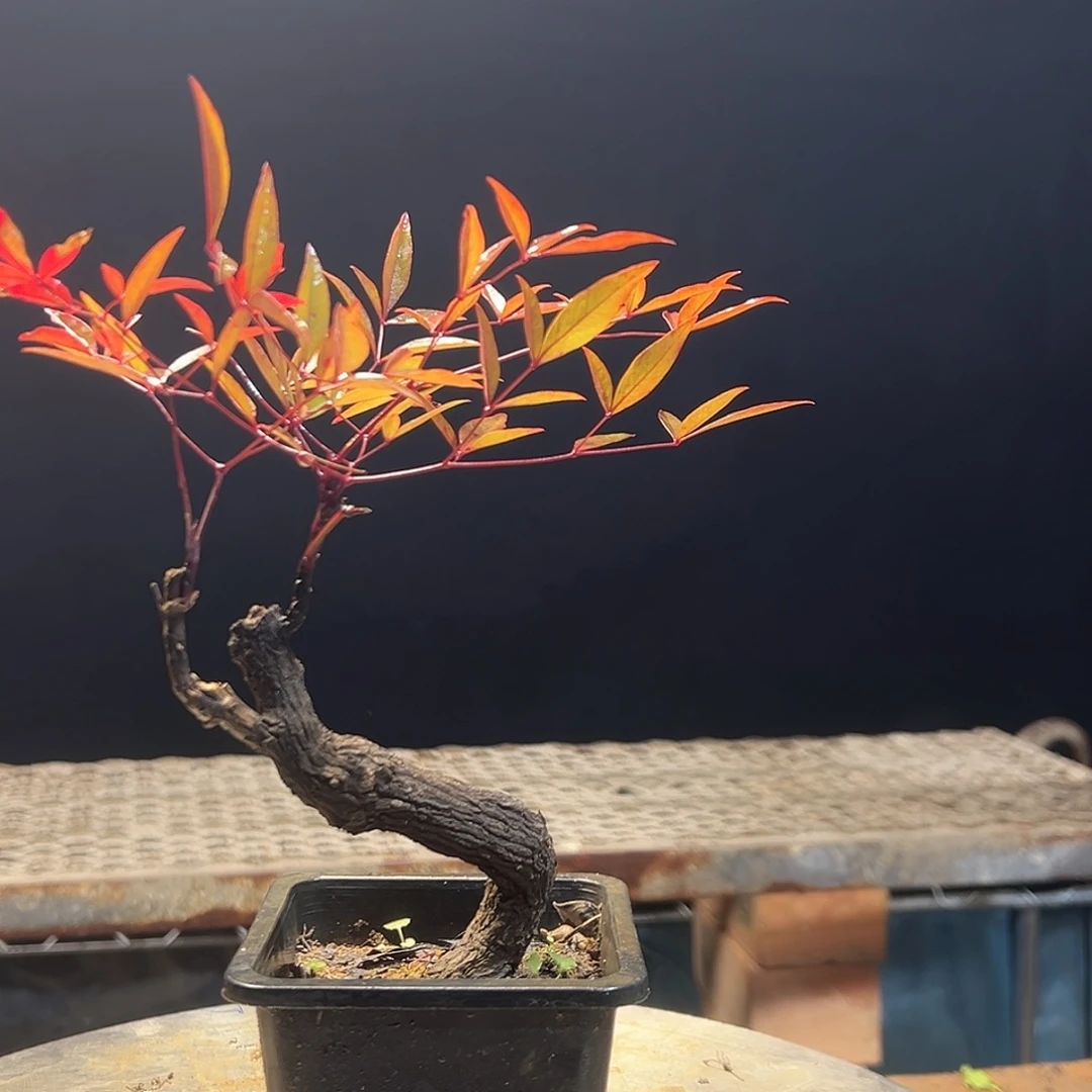 不开花植物00000037