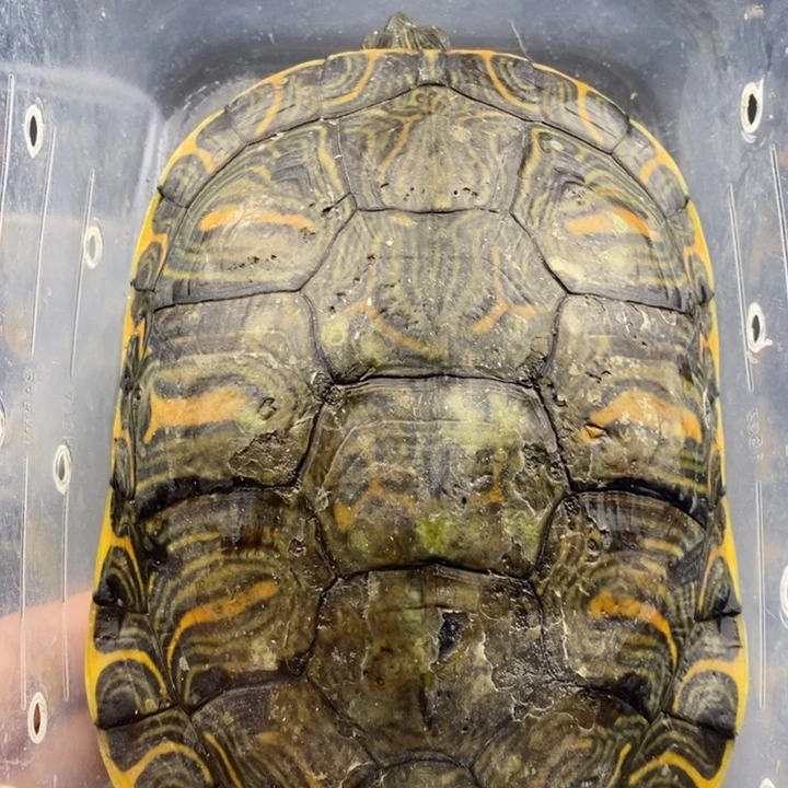 巴西彩龟母66666666