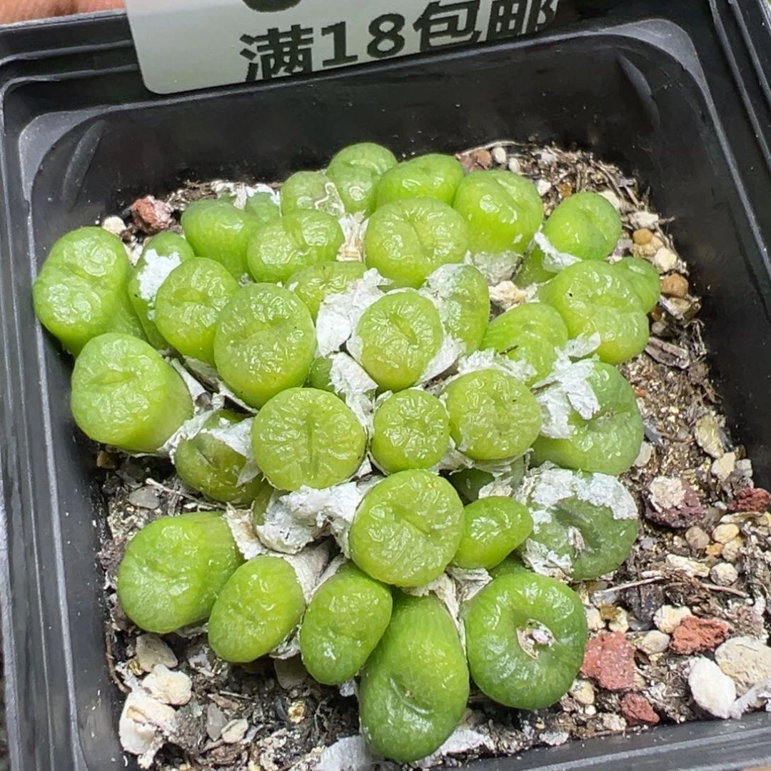 【闪购商品】 048。