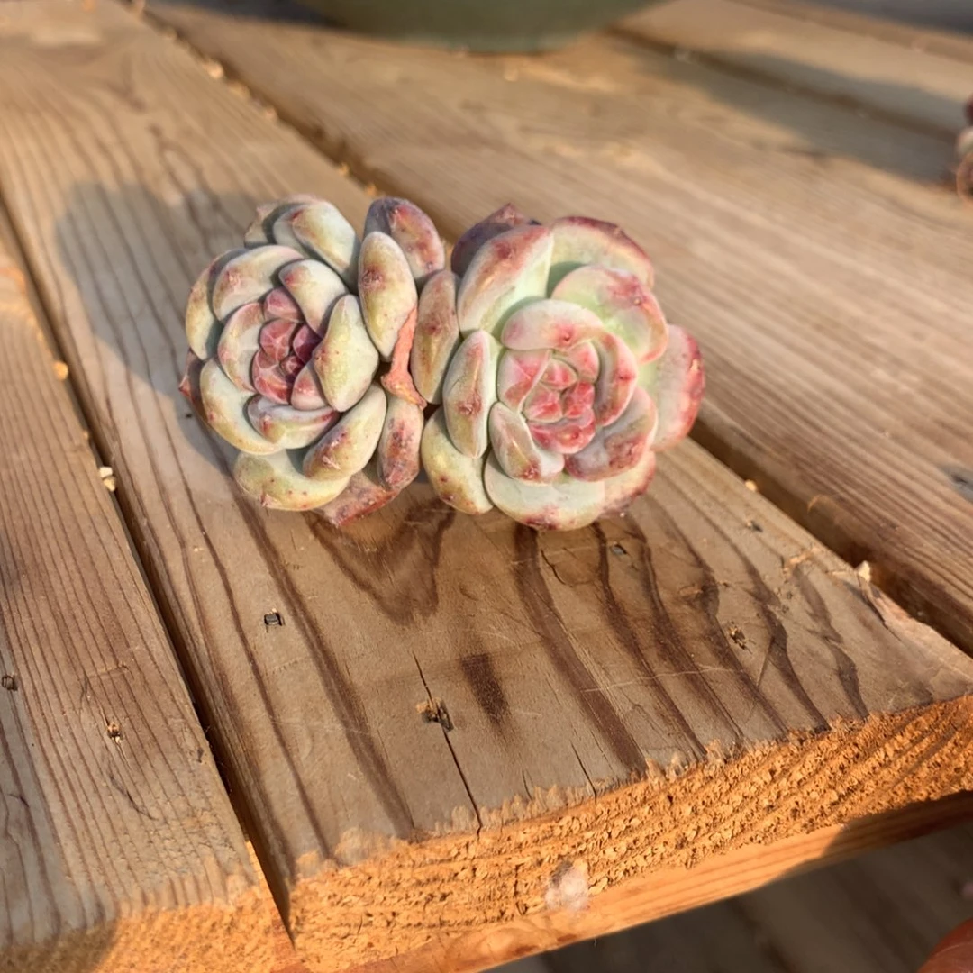 琦***喵琦琦突尼斯寄养多肉