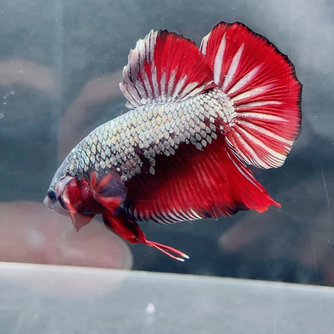 红嘴尖格鱼74 号精品福利巨斗将军巨型