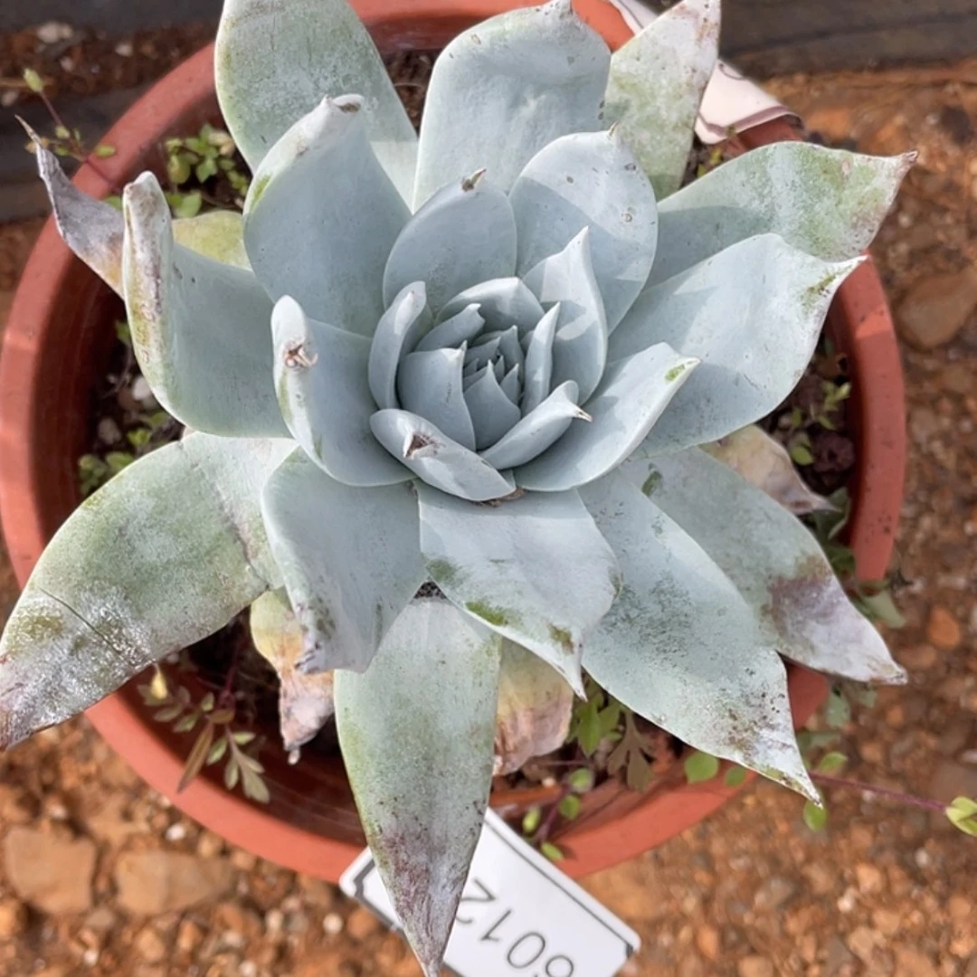 【闪购商品】g****g60126