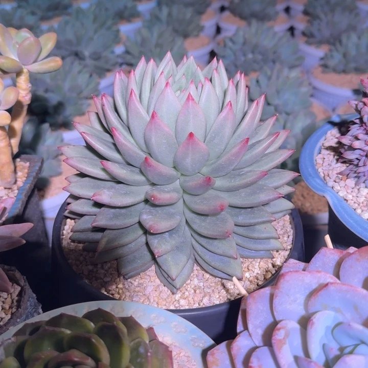 克里斯朵 单头 一物一拍