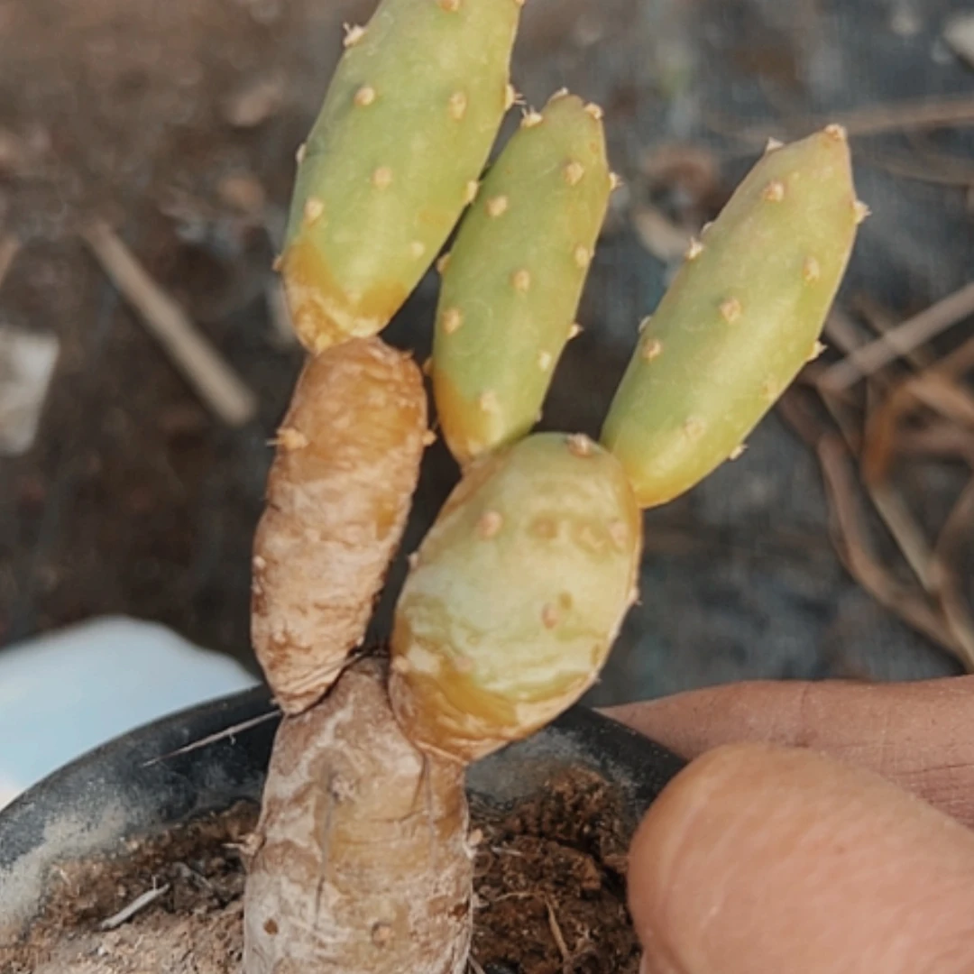 【闪购商品】风**怡944特价