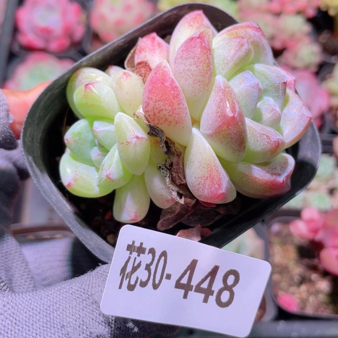 花利美30-448冰玉
