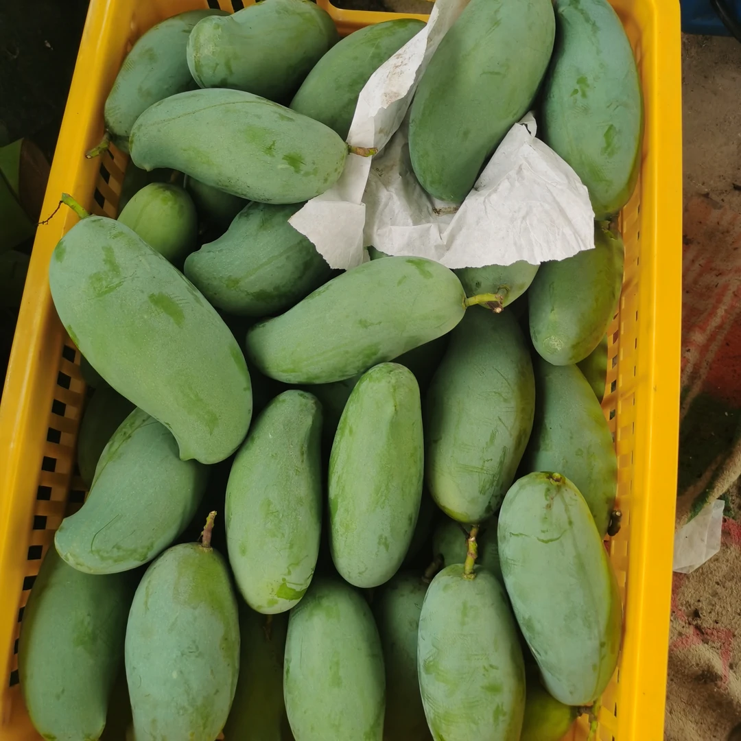 广西桂七香芒现摘现发香甜多汁芒果自然熟
