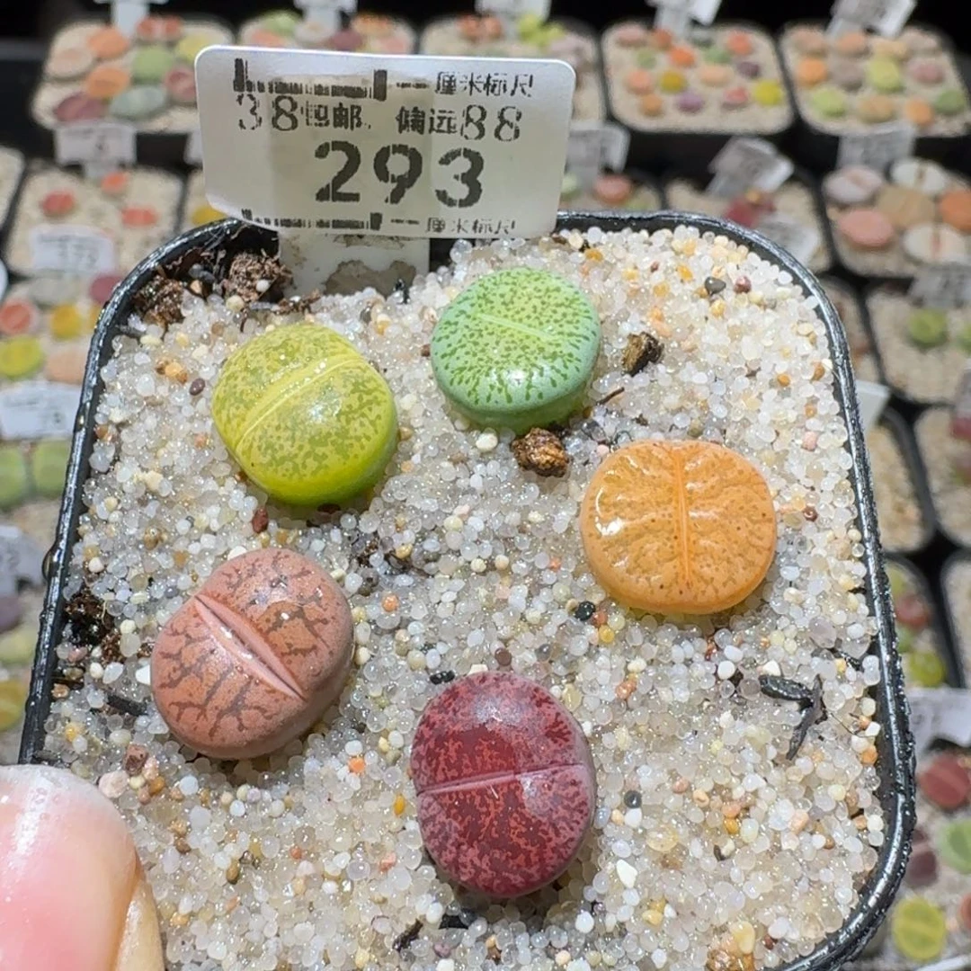 Sss精品系列便宜293