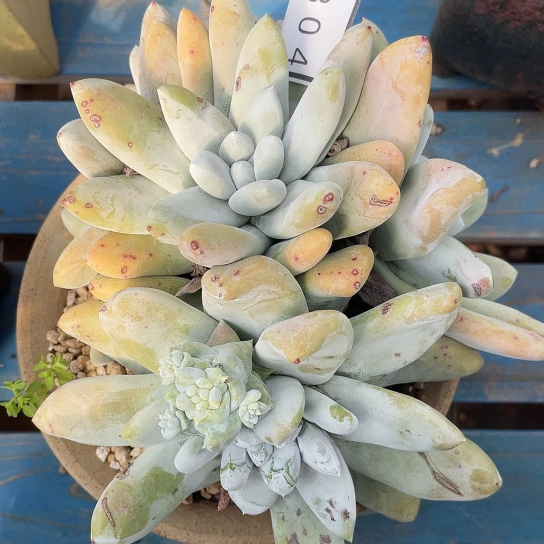 大花朵红拇指老桩0804