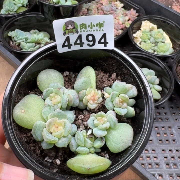 多肉植物多肉植物