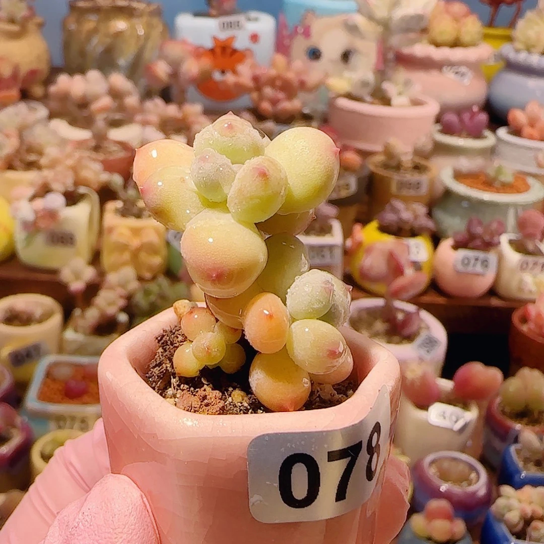 T彩虹奶盆口2.5cm