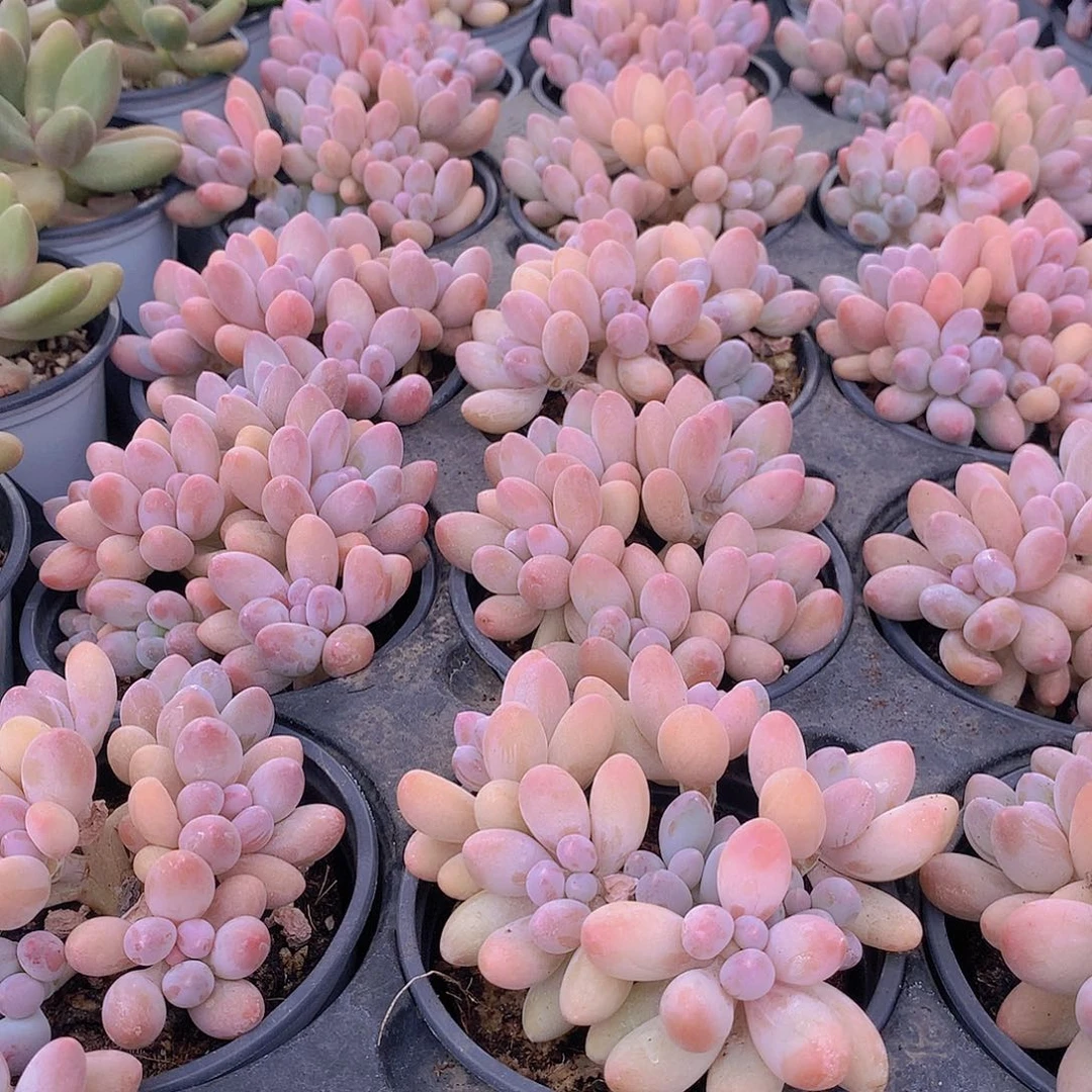 汤圆45689900000000