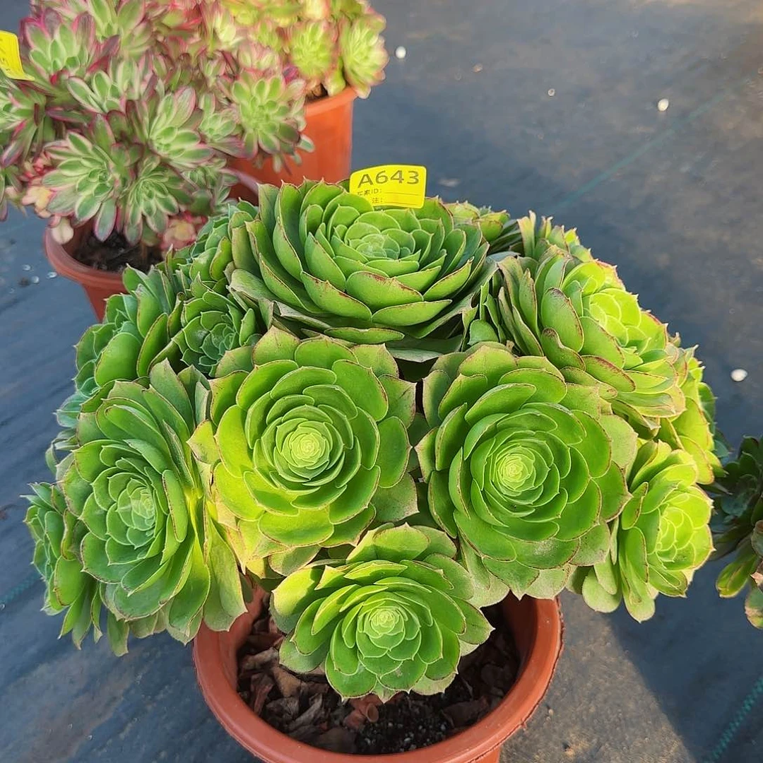 万圣叶法师多肉植物643