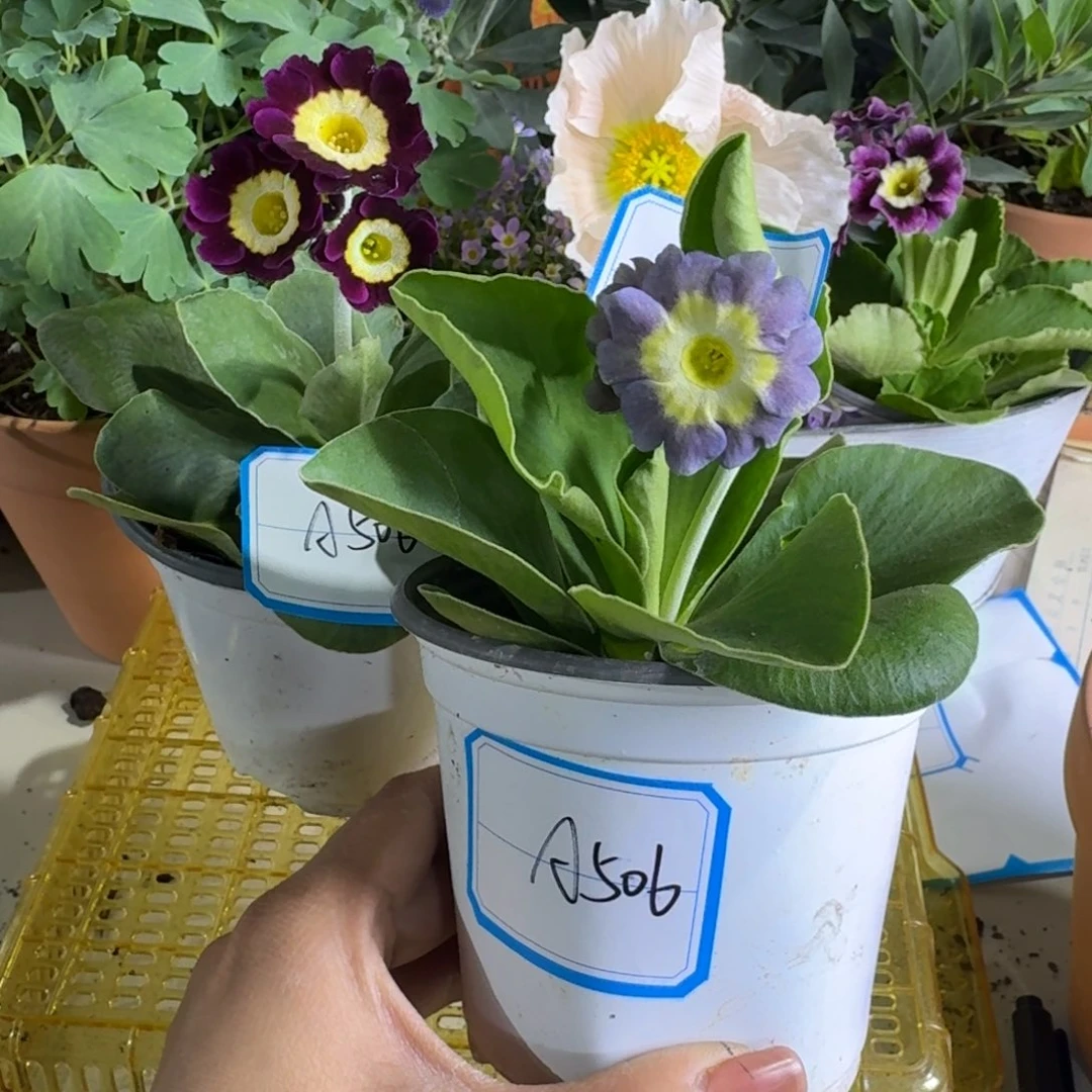 一物一拍    耳叶A506两盆