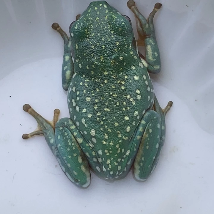 老爷树蛙24h蓝子代17号