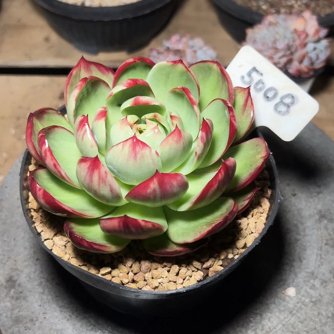 …***…惊鸿仙子一物一拍5008号