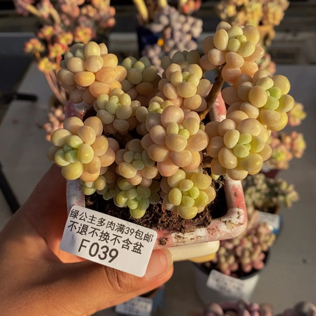 039鱼子酱多肉7c m