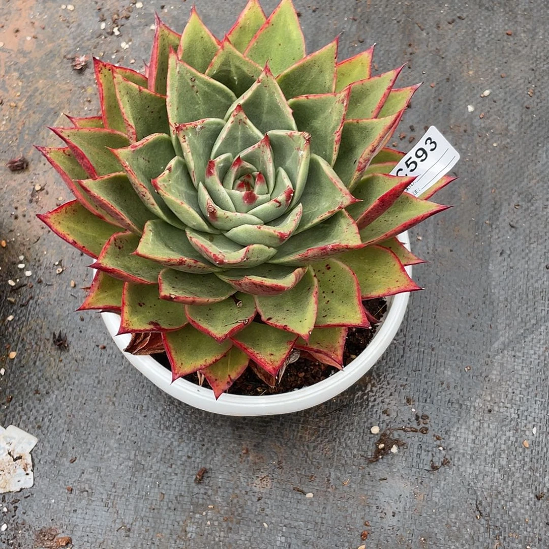 若茹东云单拍C593