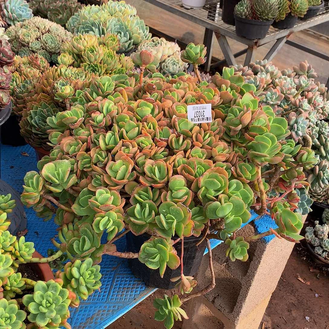 做****姐     火焰玫瑰31037