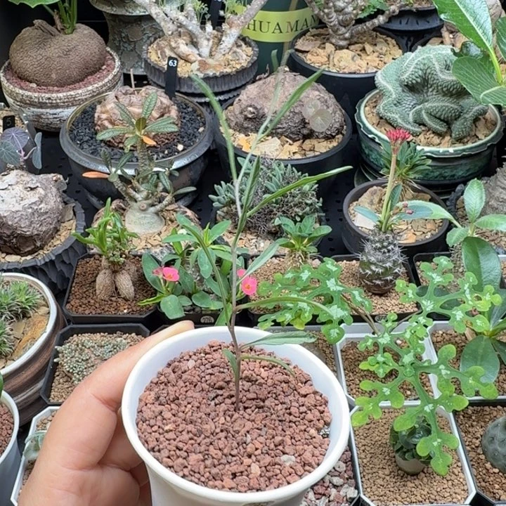 何鲁牵牛 245 仙人球