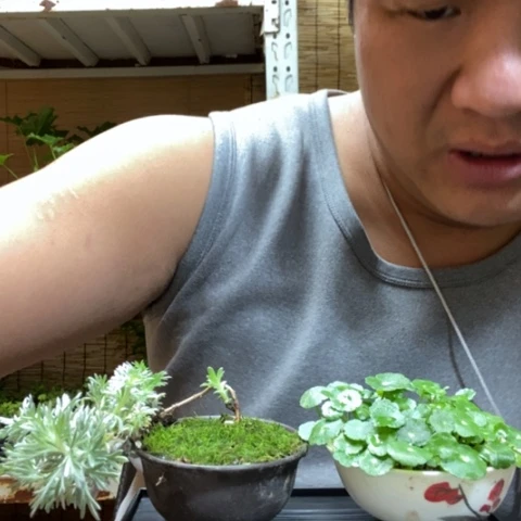 红陶一物一拍所见即所得147