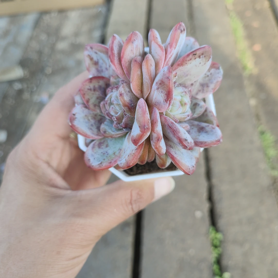 星星珍妮6.5CM盆多肉