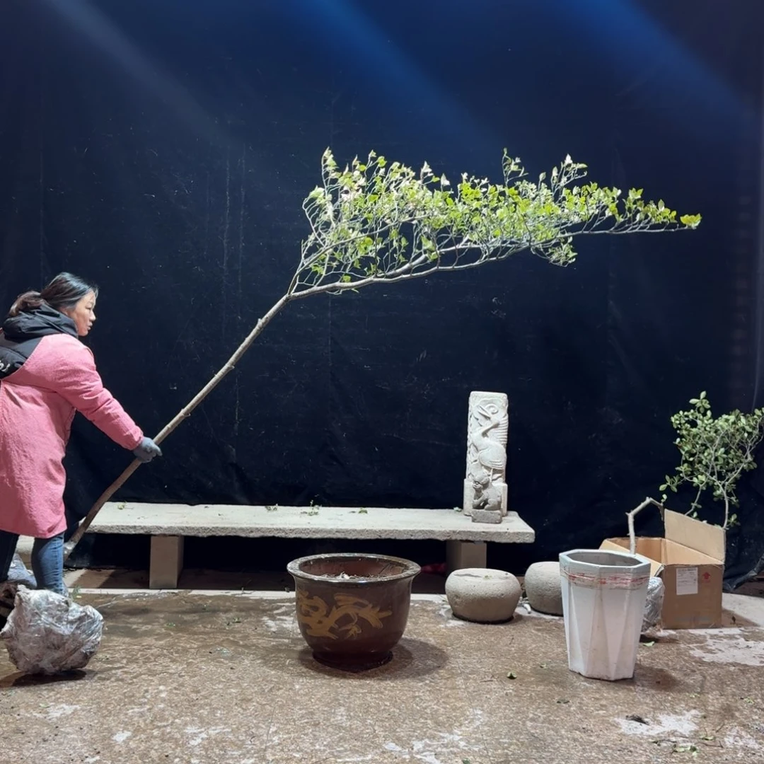 （***吊完全开放栀子花生桩一物一拍