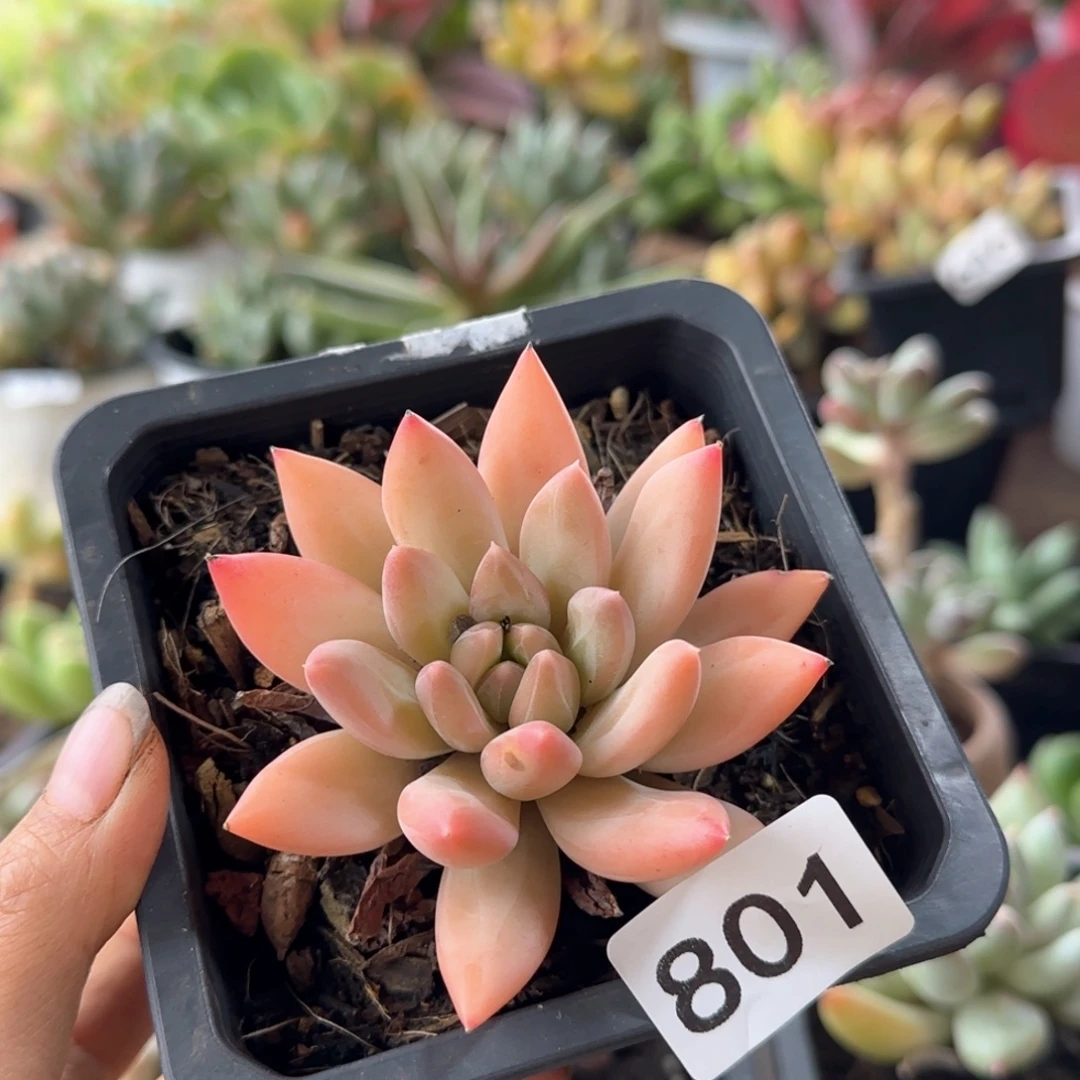 801号 一物一拍 一物一拍