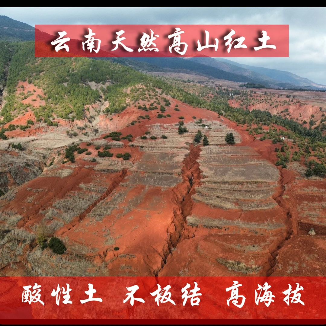 云南高山红土茶花杜鹃营养土喜酸性植物配土使用兰花天然养花天然