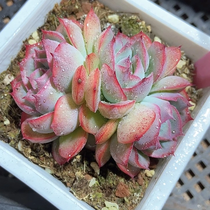 多肉植物侧影931