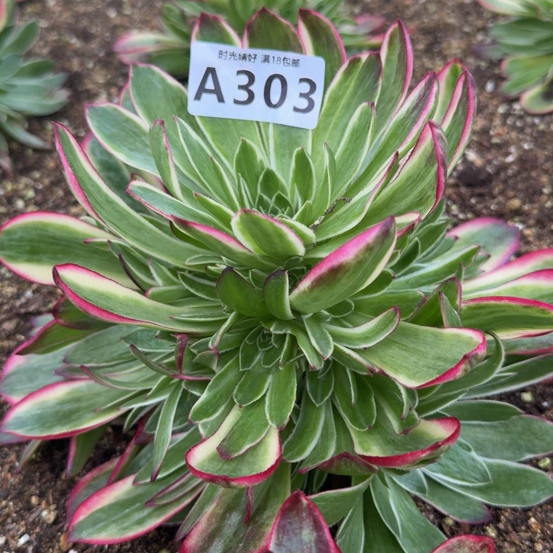 303海王。海王。多肉植物