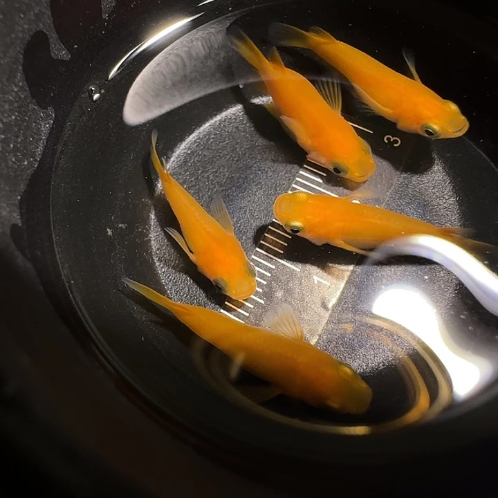 青鳉鱼一物一拍967