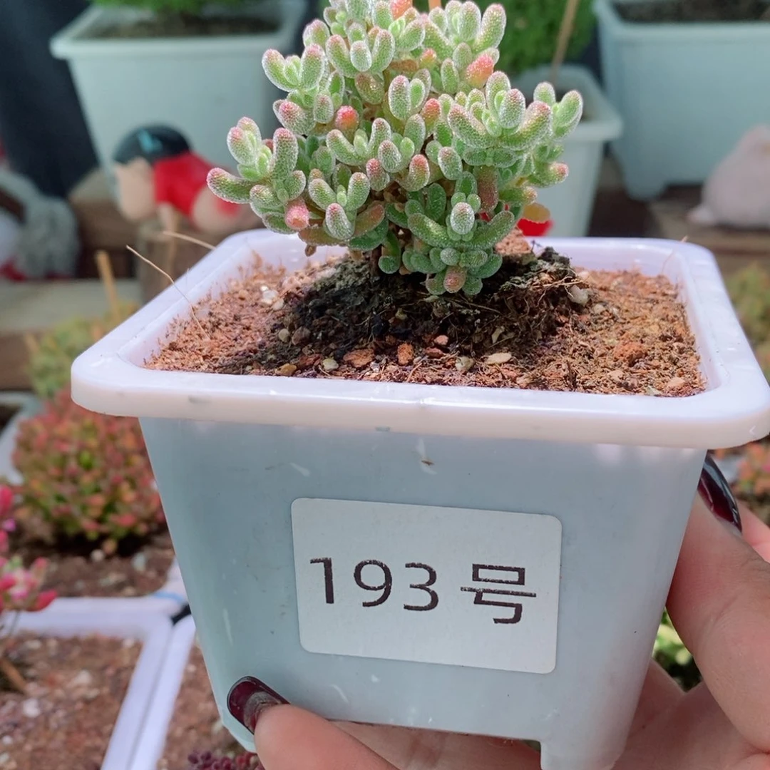 粉冰钻带盆土发货一物一拍