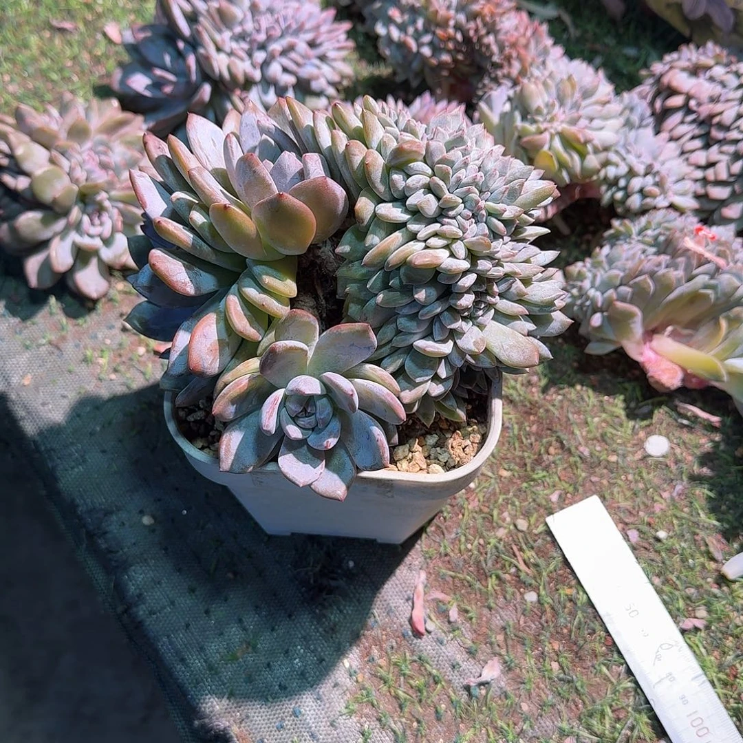 叶插带胸话星影缀化呀呀呀