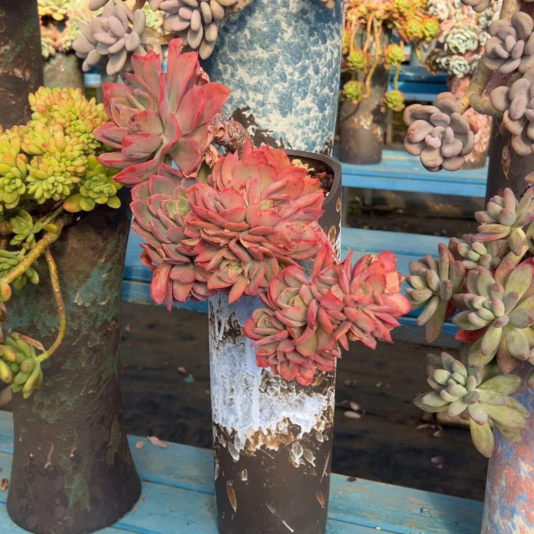 精品绮罗飘枝 裸根