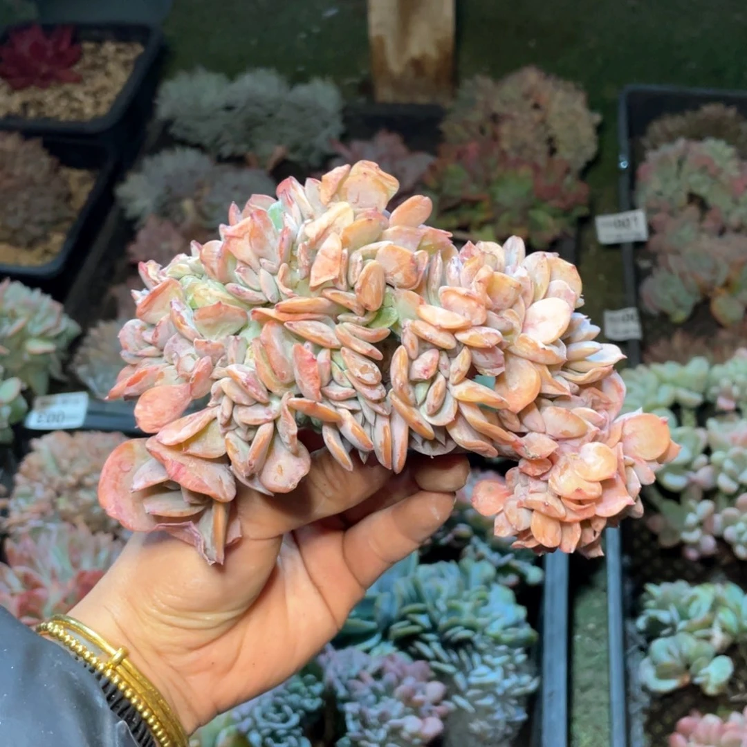 【闪购商品】当前无花栽培后可以开花白凤缀