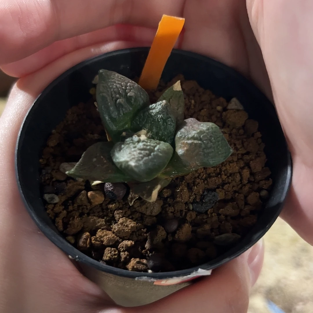 29号4.5cm实生龟甲连山牡丹