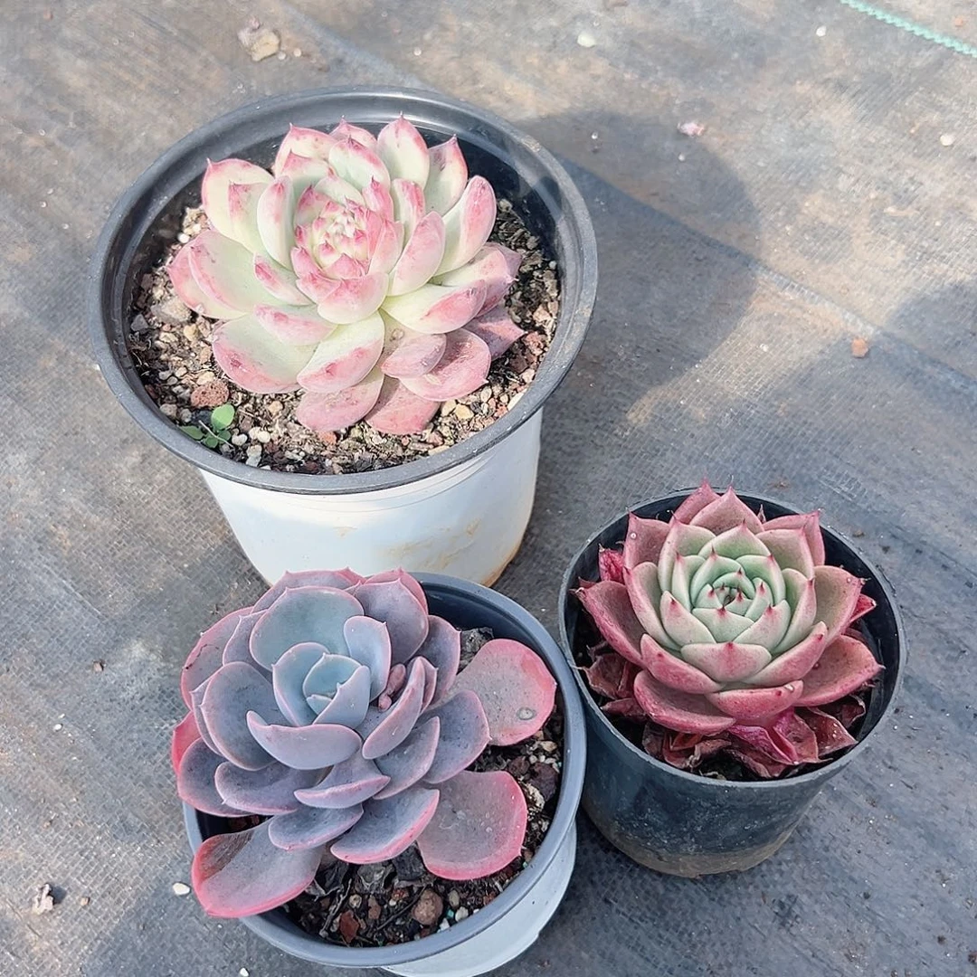 多肉植物脱盆发货