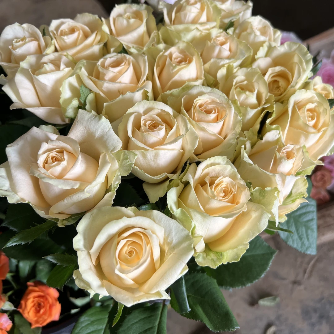 【长枝香槟】蜜桃雪山香槟玫瑰云南玫瑰花基地直发新鲜采摘香槟批发